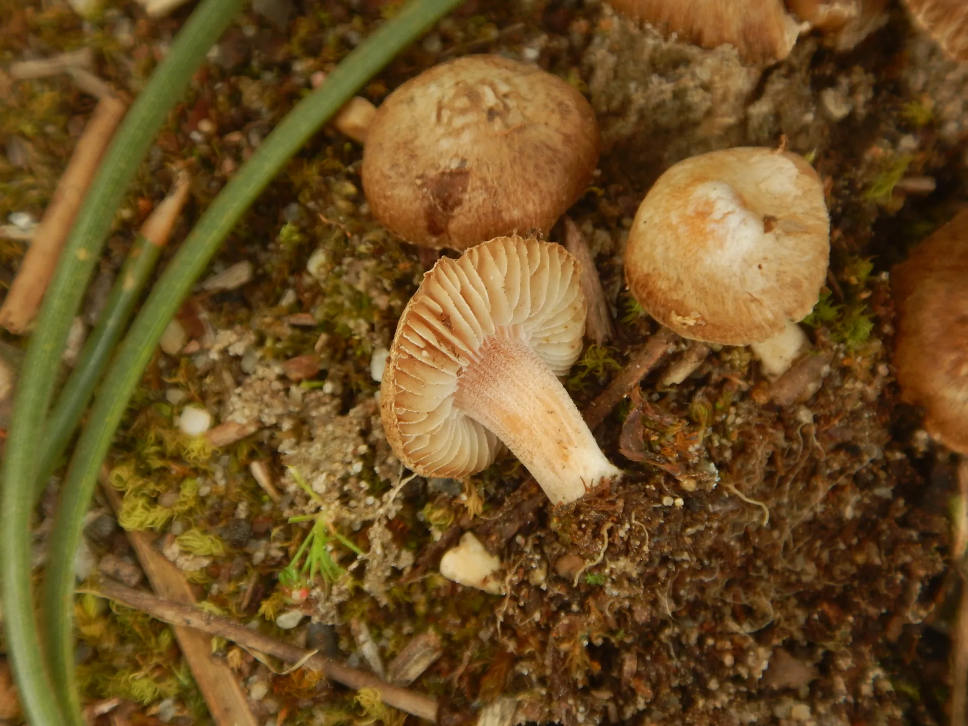 Inocybe psammobrunnea, 25-03-29 (7)